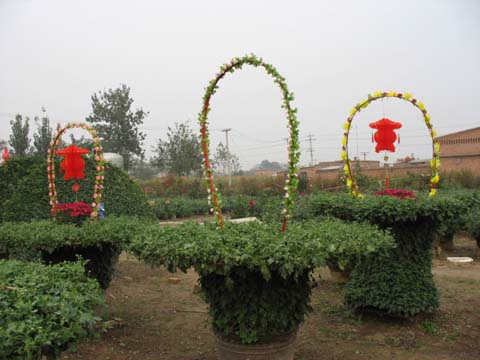 開封前方園藝——菊花造型現(xiàn)貨供應(yīng)